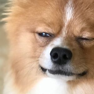 Meet your Posher, Jasper